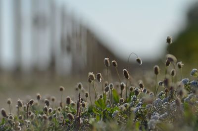 Close-up of white flowering plants on field