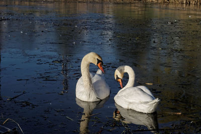 Swans swimming in lake