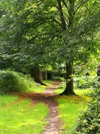 Walkway amidst trees