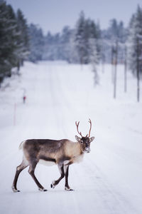 Reindeer standing on snow covered land