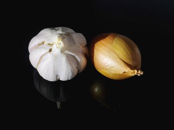 Close-up of flower over black background