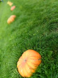 Close-up of pumpkin on field