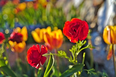 Red and orange flower around the clocktower garden in graz in spring.