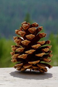 Close-up of pine cone on table