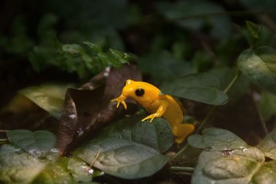 Close-up of an animal