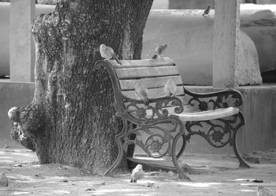 Horse cart in a park