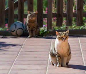 Portrait of cat sitting on footpath