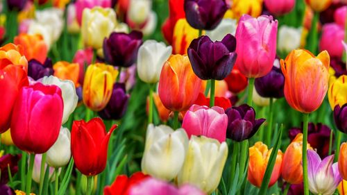 Tulip is a genus name for 100 species of plants belonging to the liliaceae family.