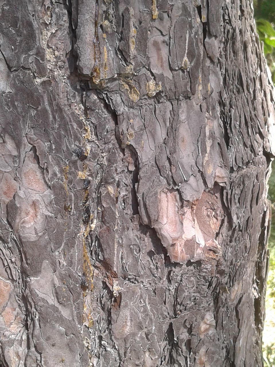 FULL FRAME SHOT OF TREE TRUNK WITH ROCK