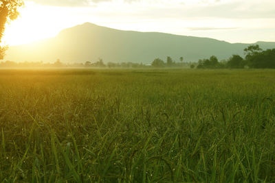 Scenic view of field against sky during sunset