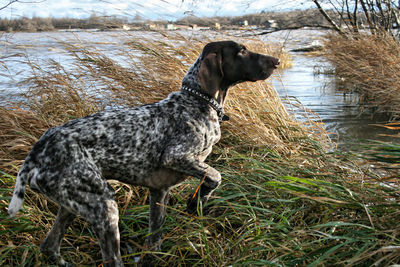 Dog standing in lake