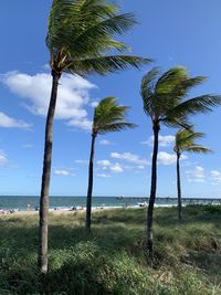 Palm trees on field against sky