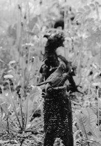 Close-up of bird perching on a tree