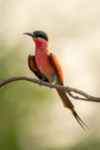 Close-up of bird perching on branch