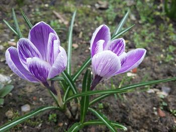 Close-up of purple flowers blooming in field