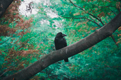 Bird perching on a tree