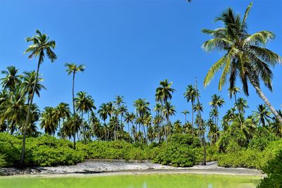 Scenic view of palm trees against clear blue sky