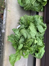 High angle view of vegetables