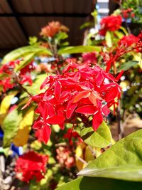 Close-up of red flowering plant