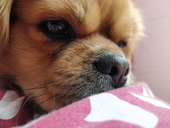 Close-up of dog looking away at home