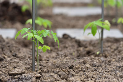 Close-up of tomato sprouts growing on home garden