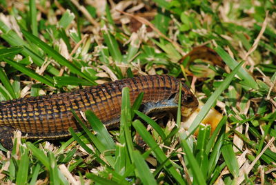 African lizard eating fruit.