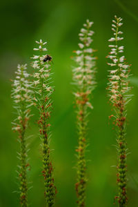 Close-up of insect on plant