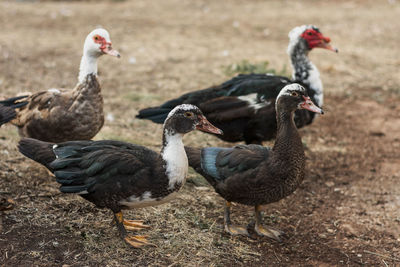 White ducks green grass