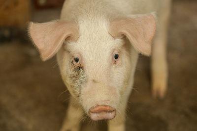 Close-up portrait of pig