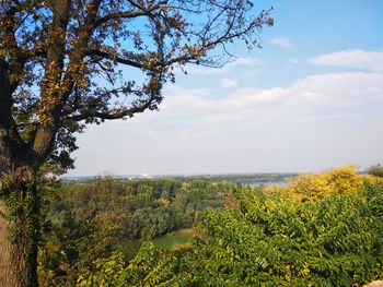 Plants on field against sky