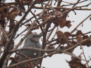 Low angle view of bird perching on tree against sky