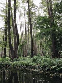 Trees in forest against sky