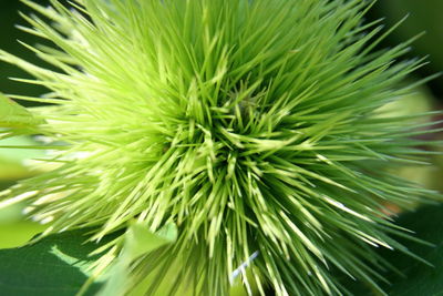 Close-up of plant