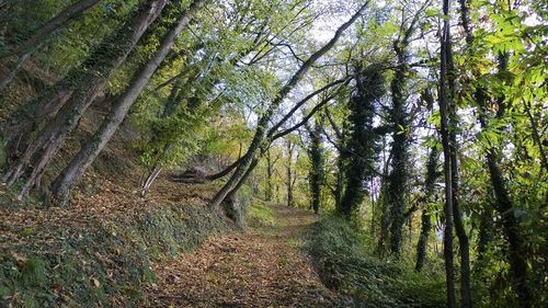 View of trees in forest