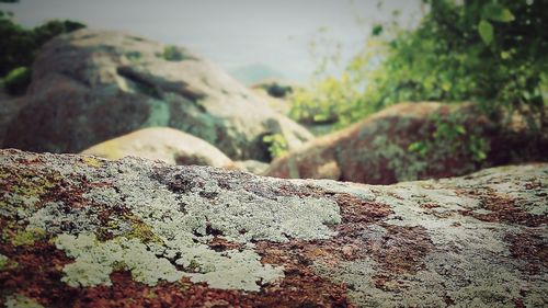 Close-up of lichen on rock