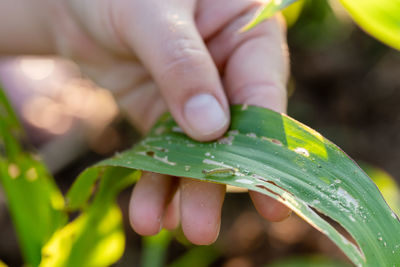 Close-up of hand holding leaf