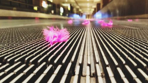 Close-up of pink flowers at night