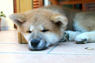 Close-up of dog sleeping outdoors