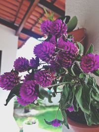 Close-up of pink flower