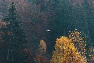 Drone with camera flying over trees