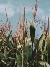 Close-up of fresh plants on field against sky