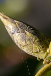 Close-up of insect