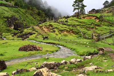 Scenic view of farm against sky