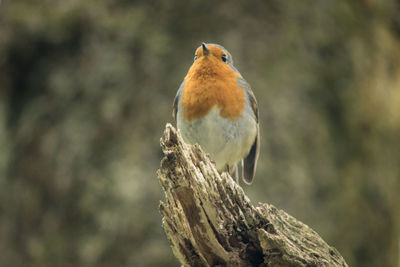 Close-up of robin perching on branch