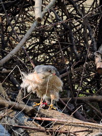 Close-up of bird perching on twig