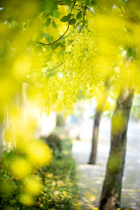 Close-up of yellow flowering plant