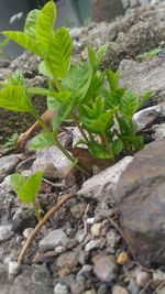 Close-up of plant