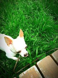 Close-up of dog lying on grass