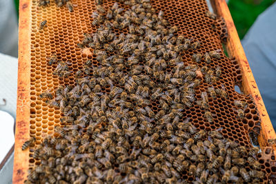 High angle view of bee on the ground