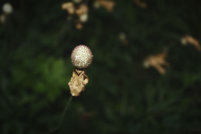 Close-up of flower against blurred background